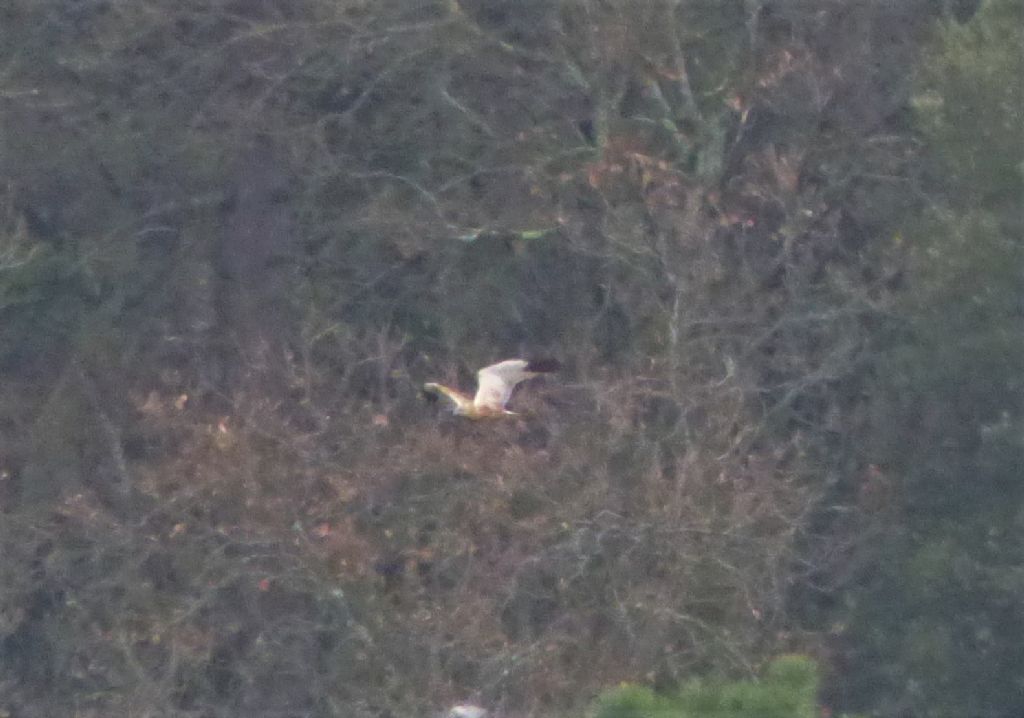 Falco di palude (Circus aeruginosus) 